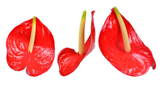 Anthurium flowers isolated on a transparent PNG background.	