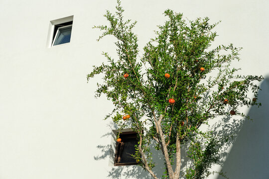 Pomegranate tree with ripe fruits against a minimalist white wall with small windows