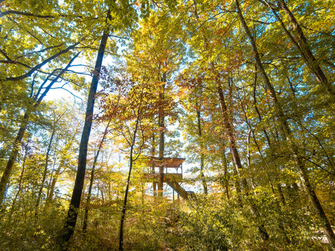 Lake Michelbach, in southern Alsace within the Aspach-Michelbach and Aspach-le-Bas Nature Reserve. The lake trail winds through a dense, shady forest, complete with a wildlife observation point