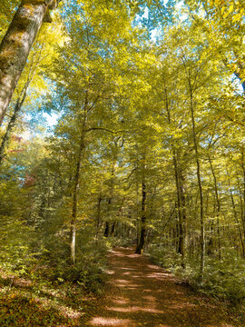 The trail to Lake Michelbach, in the south of the Haut-Rhin in Alsace, crosses a dense forest lined with tall trees, offering a peaceful and shaded setting leading to the dam's entrance parking lot