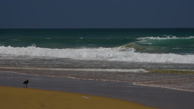 Seagull standing on the sand watching the waves break on shore