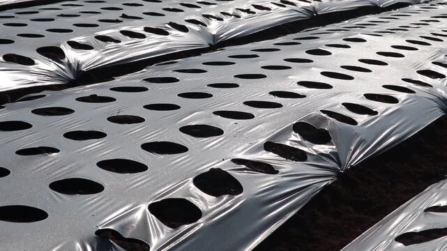 Perforated black plastic mulch film sheet covering soil beds on a farm for modern agricultural crop protection and weed control management