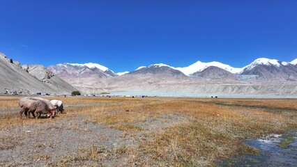 Naklejka premium flock of sheep grazing on grassland under snow mountains in pamir plateau