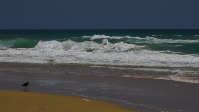 Seagull watching waves wash up on the sand