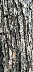 Obraz premium The trunk of a large tree. Deep, rugged vertical fissures—distinctive feature of the bark on mature trees—caused by the expansion of the inner wood pushing the dead outer bark layers apart. background