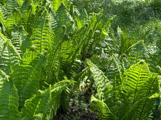 Ostrich fern Matteuccia struthiopteris green plant. © OLENA LIALINA