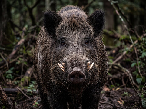 Wild boar wild pig wild hog feral boar forest portrait tusk snout mud bristly fur brown eye wild animal