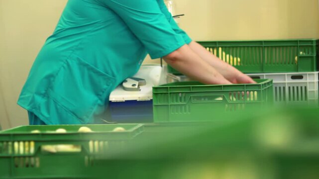 Poultry farm worker weighing chicks electronic scales. Female sorting crates.
