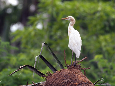 Cattle Egret (Bubulcus ibis) perched on a decaying palm trunk in its natural ecosystem, displaying avian morphology and ecological adaptation