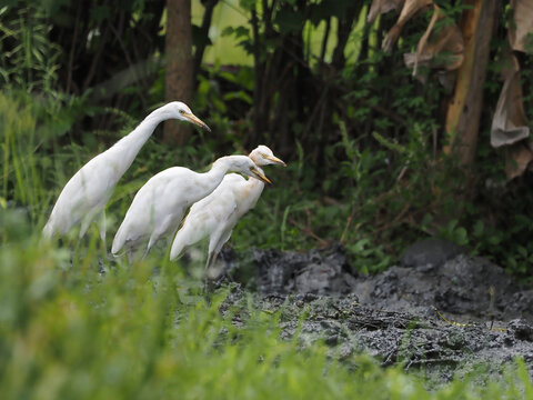 A small flock of Cattle Egrets (Bubulcus ibis) foraging together in a muddy wetland ecosystem, illustrating social behavior, group dynamics, and avian ecology
