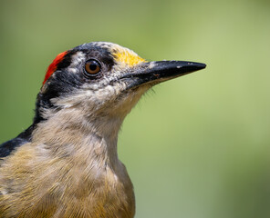 Black-Cheeked Woodpecker (Melanerpes pucherani) Head Profile Portrait Close Up © Andres Espinoza 