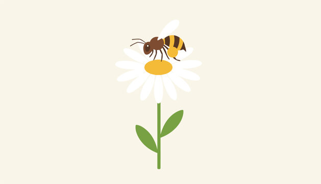 Detailed close up of a busy honey bee collecting pollen on a single white daisy flower with green stem and leaves.