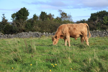 Cattle: Charolais breed bullock grazing in field on farmland in rural Ireland  © Niall