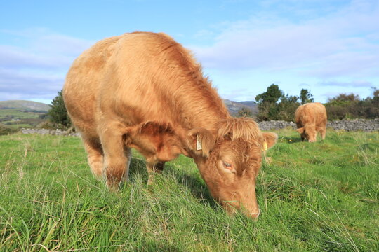 Cattle: Charolais breed bullocks grazing in field on farmland in rural Ireland