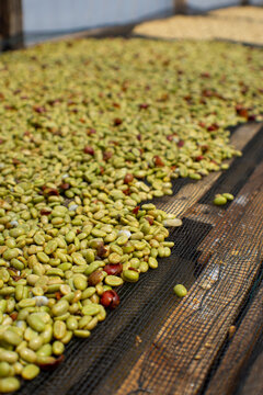 Wet parchment arabica coffee beans drying on raised mesh tables inside a greenhouse drying bed during post-harvest processing.