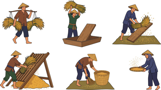 Traditional Rice Harvesting Process Illustrated With Farmers Working Together