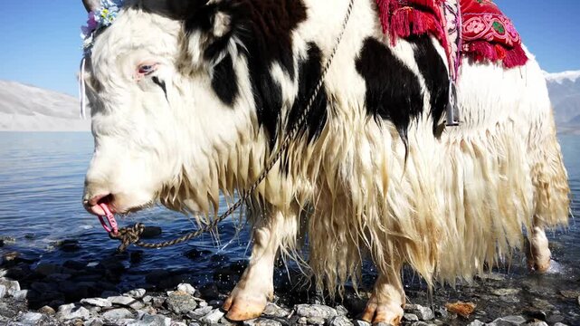White yak drinking water by the lake shore in Xinjiang