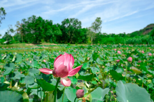 A single pink lotus flower rises above a lush pond with broad green leaves and softly blurred vegetation, highlighting curved petals and delicate floral detail in daylight.