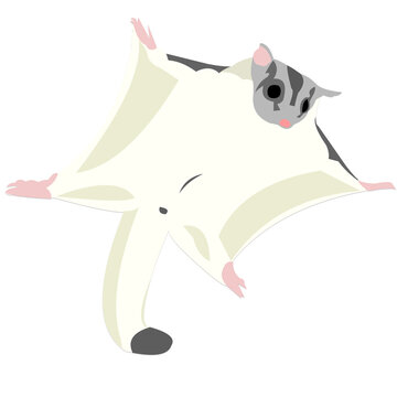Flying sugar glider