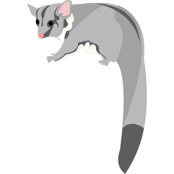 Grey sugar glider