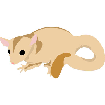 Brown sugar glider 