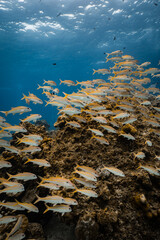 Large school of yellowfin goatfish swimming over coral reef under bright surface light in ocean. © PIPE DIVE UNDERWATER
