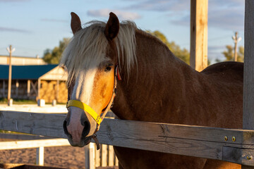 Brown horse wearing halter behind wooden paddock fence at stable. Equine care and animal husbandry. Horsekeeping, ranch life and farm animal concept. Domestic livestock. © Natalia