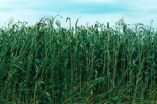 Agricultural field showing lush green high sorghum grass stalks under a cloudy blue summer sky.