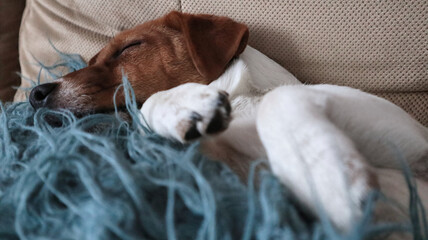A cute dog sleeping peacefully in a cozy place, resting after a day full of play © jarizPJ