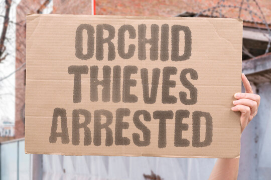 "Orchid thieves arrested" Police catch smugglers carrying rare blooms illegally dug from protected forests. ORCHID. THIEVES. ARRESTED. SMUGGLING. POLICE.