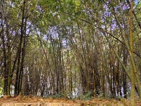 Dense Bamboo Forest Interior with Tall Green Stalks and Natural Sunlight in a Serene Asian Woodland Landscape