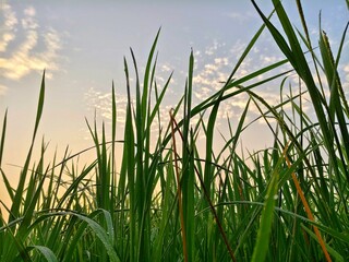 Obraz premium Low Angle View of Fresh Green Grass Blades Reaching Toward a Soft Cloudy Sky at Sunrise