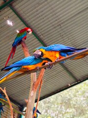 Blue and yellow macaws perched on wooden branch together inside sanctuary shelter with roof background © Ummahfx