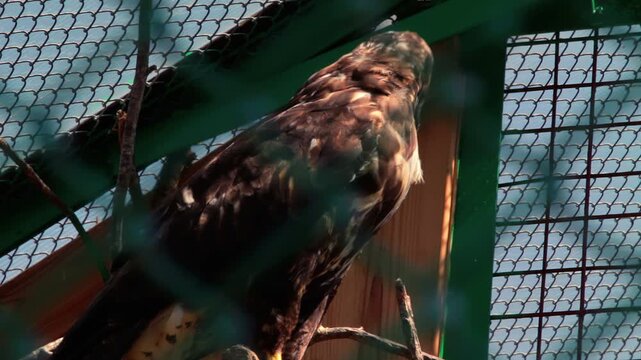 Bird of prey perched branch aviary enclosure. Closeup hawk buzzard turning head.