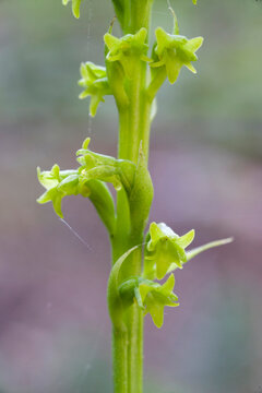 Two-leafed Gennaria (Gennaria diphylla), orchid, Orchidea, Gennaria diphylla. Platamona, Sassari, sardinia, Italy