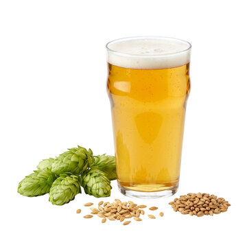Fresh pint of golden craft beer with green hops and barley grains transparent background