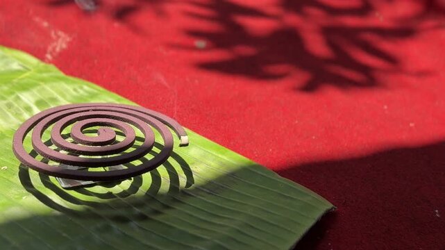Burning mosquito coil on a green banana leaf with red background. Traditional insect repellent used in tropical Asian countries to prevent malaria and dengue fever.