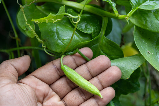 Close-up of a fresh green pointed gourd growing on a climbing vine, gently held in a farmer's hand among lush leaves and tendrils, showcasing natural vegetable cultivation and tropical gardening.