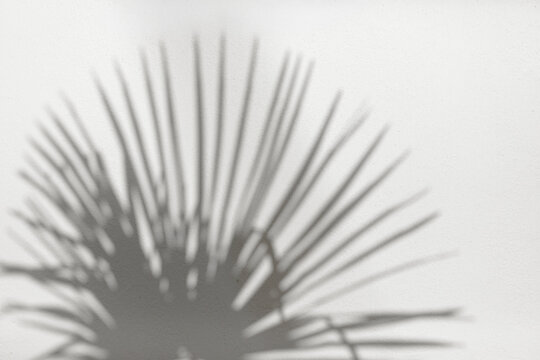 Soft palm leaf shadows on white wall with copy space.