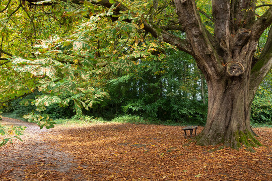 Parc botanique de Haute Bretagne,