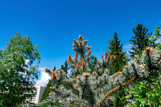 Blue spruce branch features young reddish cones emerging from silvery-blue needles, set against a vibrant blue sky and surrounded by various green trees. Healthy conifer needles contrast with the brig