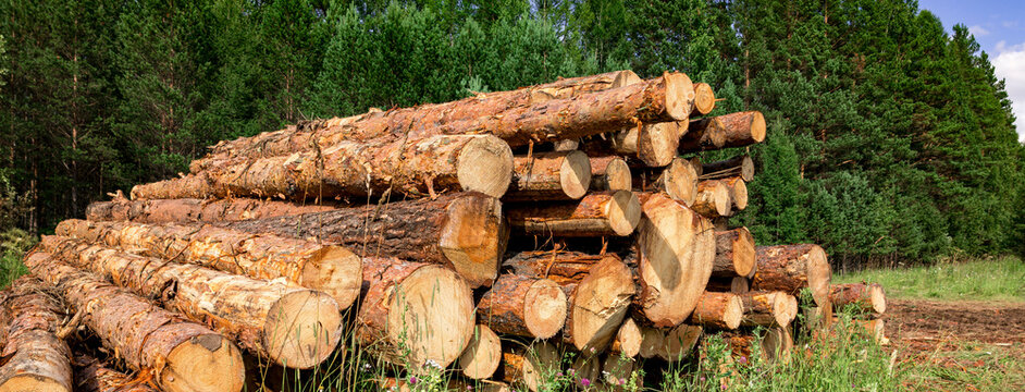 Large piles of freshly cut logs are neatly stacked on a grassy patch near a dense forest. The cut tree trunks have rough bark and visible growth rings, indicating the trees were recently felled. Tall