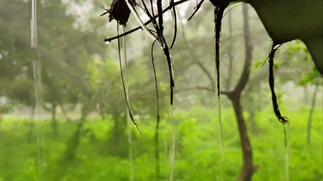 Heavy rain water falling and dripping from a roof eave with green forest background outdoors