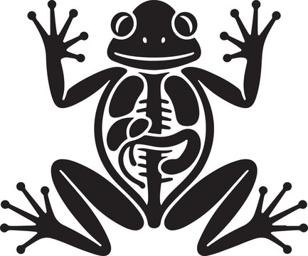 Frog skeleton silhouette with detailed bone structure for scientific illustration.