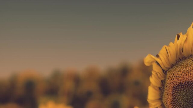 A beautiful sunflower stands tall, soaking in the golden rays of a summer sunset. The surrounding field is filled with colorful blooms, creating a picturesque scene of natures beauty.