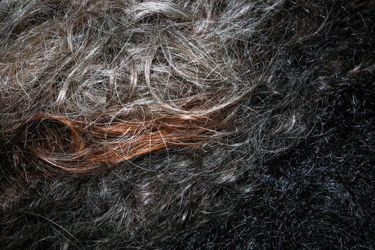 Dark and auburn curly hair fills the entire frame