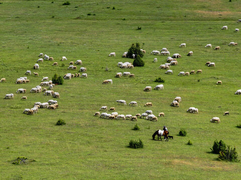 Shepherd Watching Sheep Graze in  Mountain Meadow