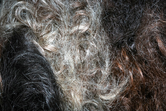Curly grey and brunette hair texture fills the frame