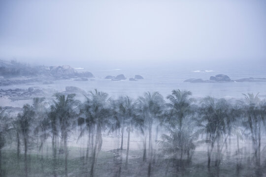 Tropical Palm Trees Swaying in Heavy Coastal Rainstorm