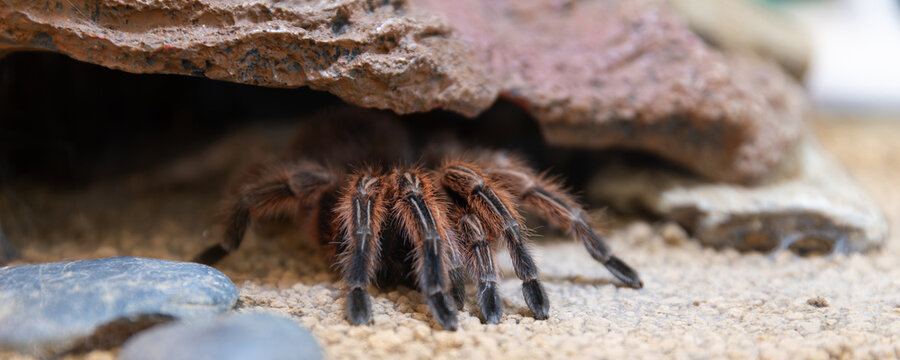 Close up of tarantula spider emerging from rock cave shelter in terrarium tank background